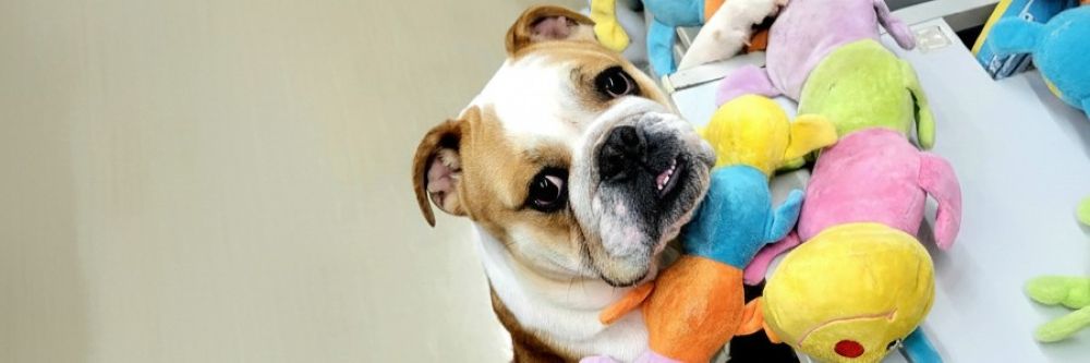 ページ上部イメージ