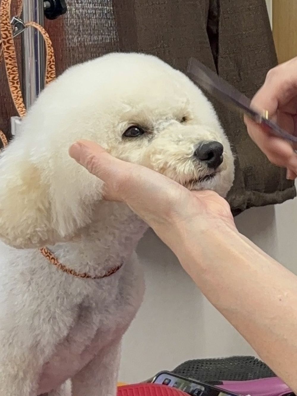 メディカルトリミング